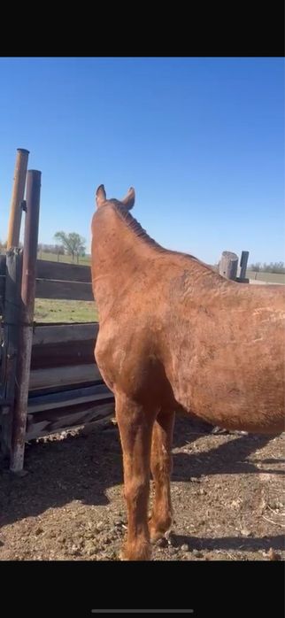 Продается  Тұмар айғыр