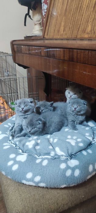 Шотландска клепоуха