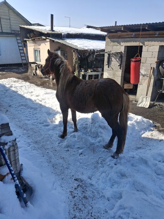 Продам жеребца срочно