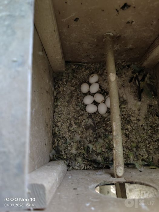 Папугаи пара с яйцами и Молодые