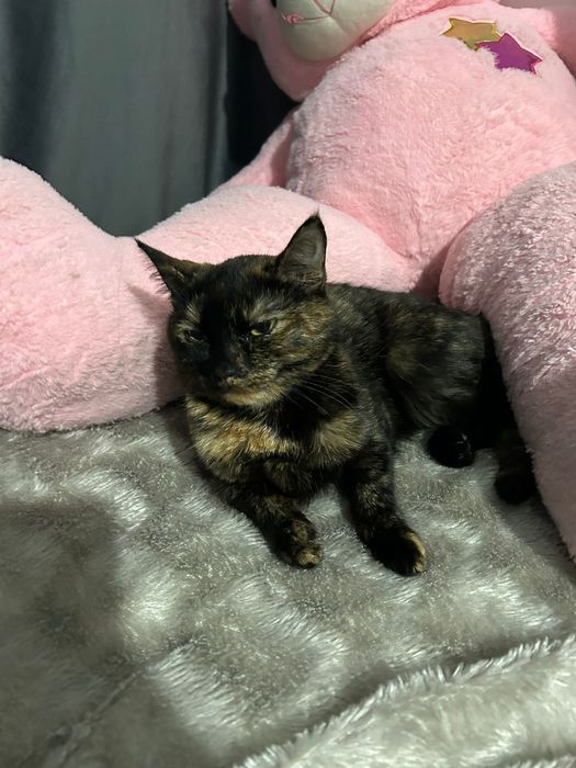 Кошка мальчик отдам даром