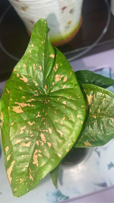 цветы комнатные