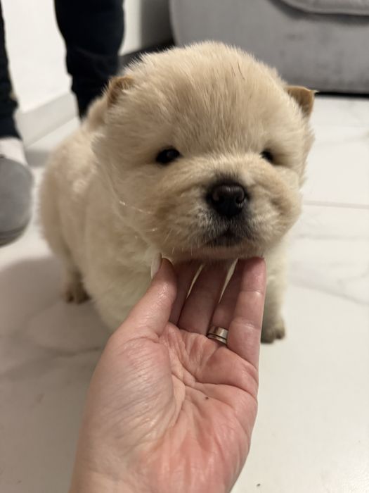 Vand catelusa CHOW CHOW