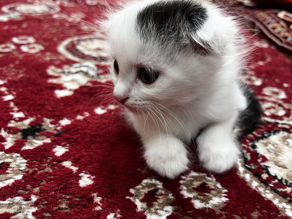 Scottish Fold, oʻgil bola