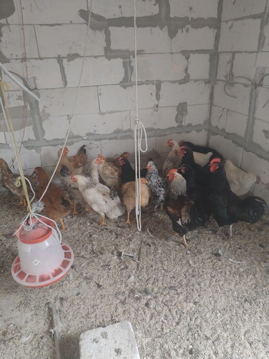 Cocoși tineri de țară