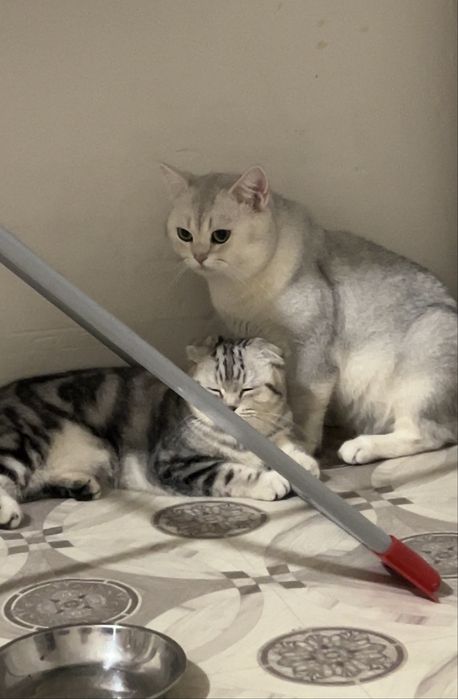 Уральск  котята шотланд