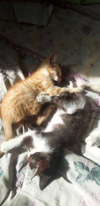 Отдадим котят 3 ед.