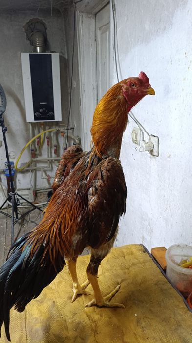 Продам боевого петуха