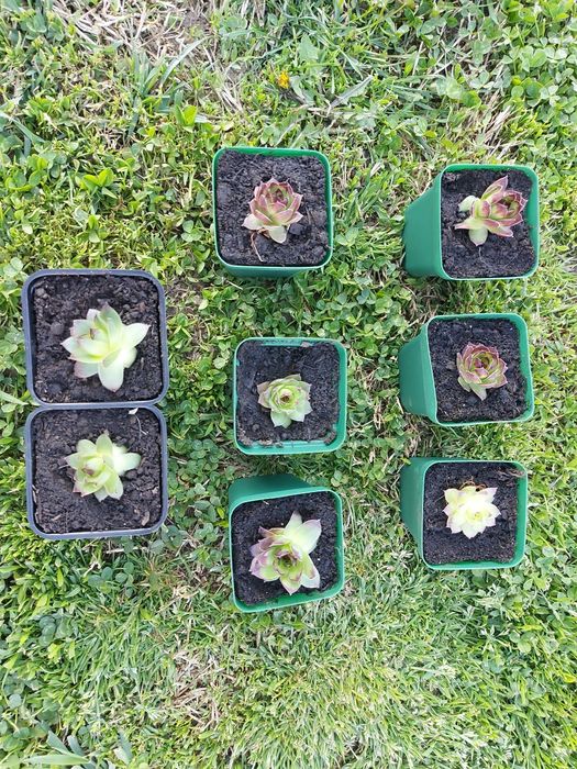 Plante suculente pentru Marturii