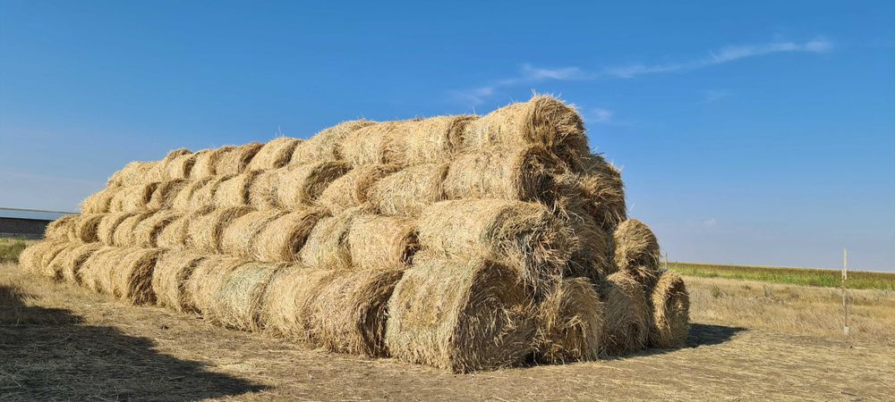 Сено суданская трава