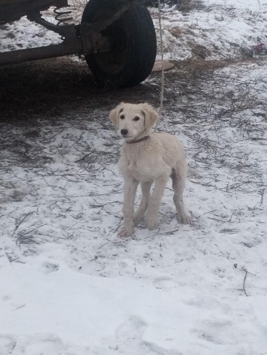 Тазы күшік сатылады