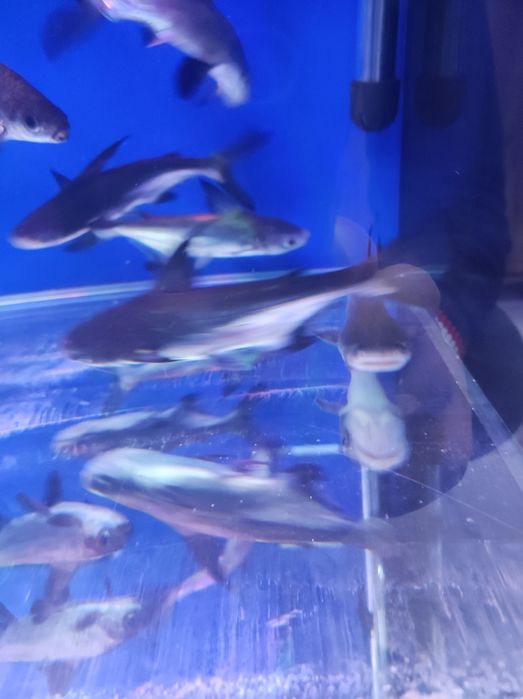 Baliq magazin akula siyamiski