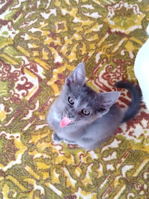 Срочно отдам кошек с котятами в добрые руки