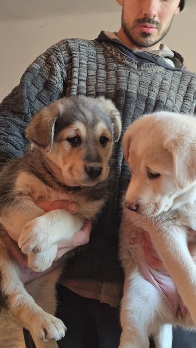 Отдам щенков от крупной