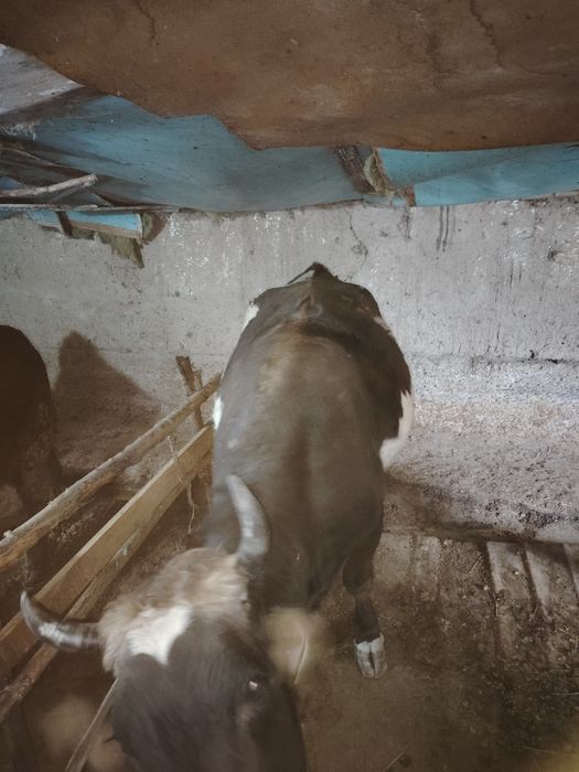 Сиыр , корва.           ,