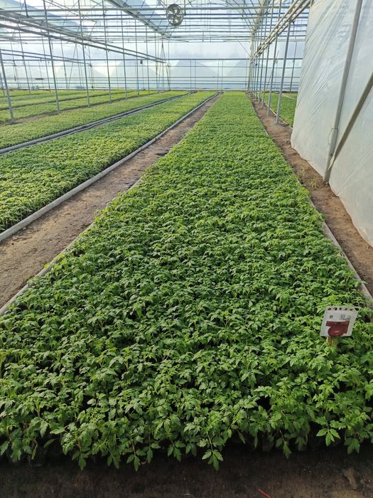 Pink paradays pamidor kochat