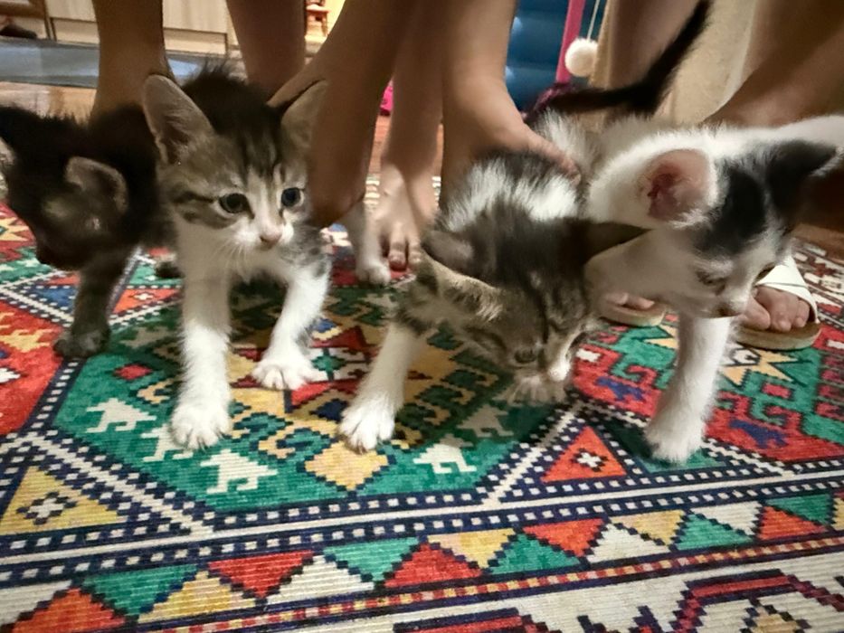 Отдам 4 засранцов в добрые руки. Бесплатно