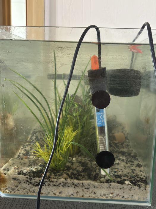 Vand Acvariu 40 litrii 250 lei