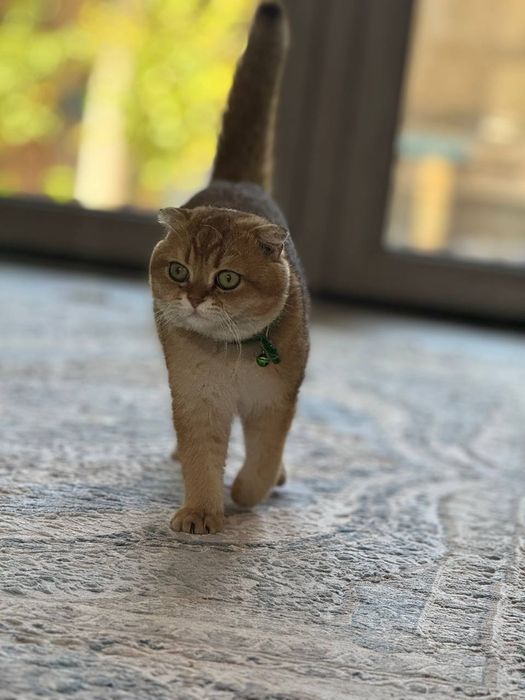 Yetuk boyin erotik fotosurati