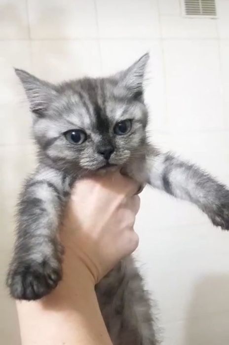 Котята девочки по 20-25 тыс