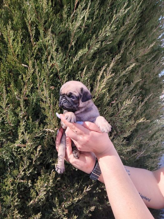 Щенки мопса ( родословные )