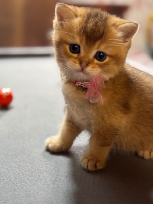 ВЯЗКА!!! британский кот оригинал ny12