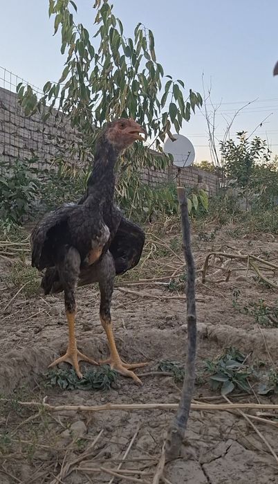Бойцовские Цеплята О Шамо