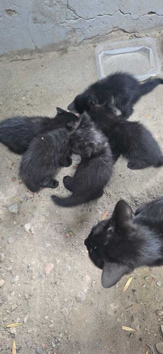 Отдаем котят в добрые руки