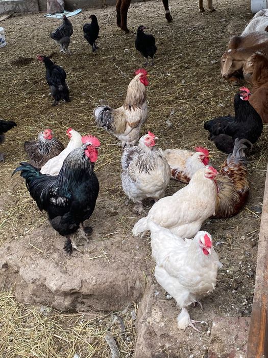 Продам петухов и куриц