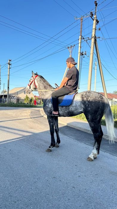 Продам жеребца жорга айгыр