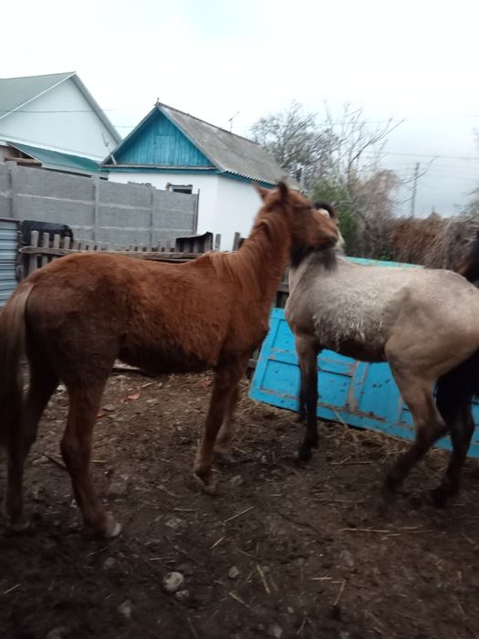 Продам молодых лошадей