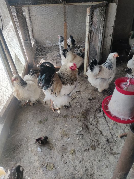 Vând familie brahman