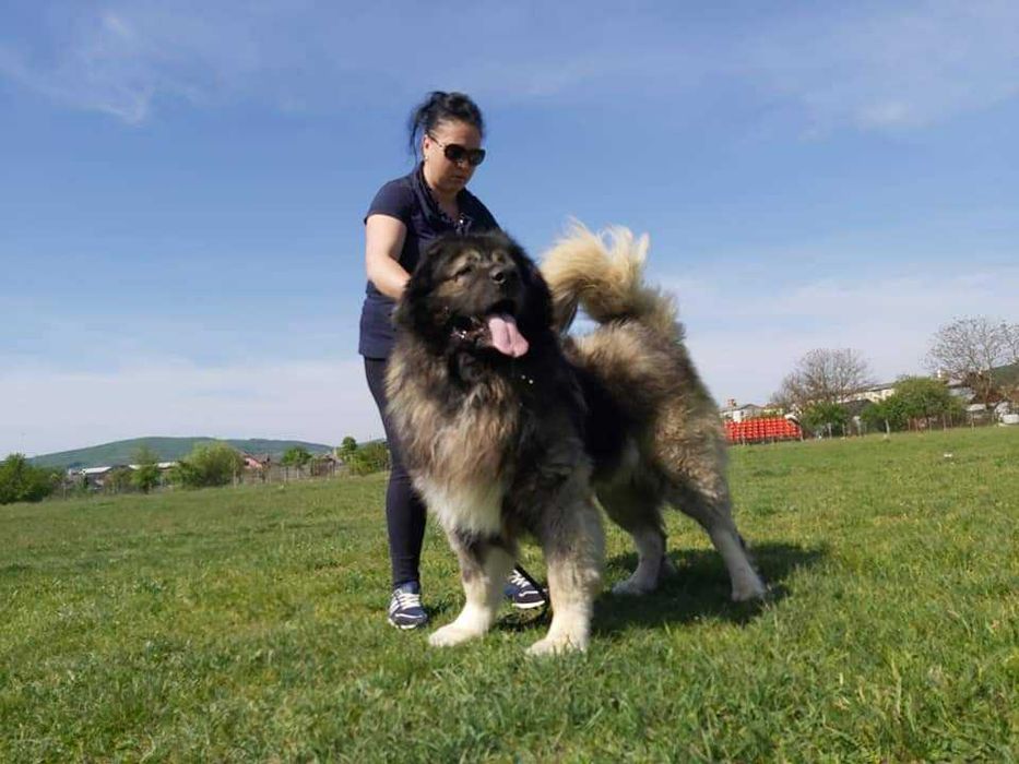 Femela ciobanesc caucazian cu pedigree