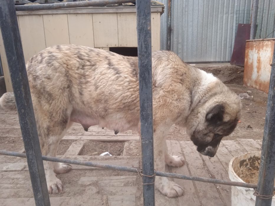 Щенок Алабая девочка 35 дней