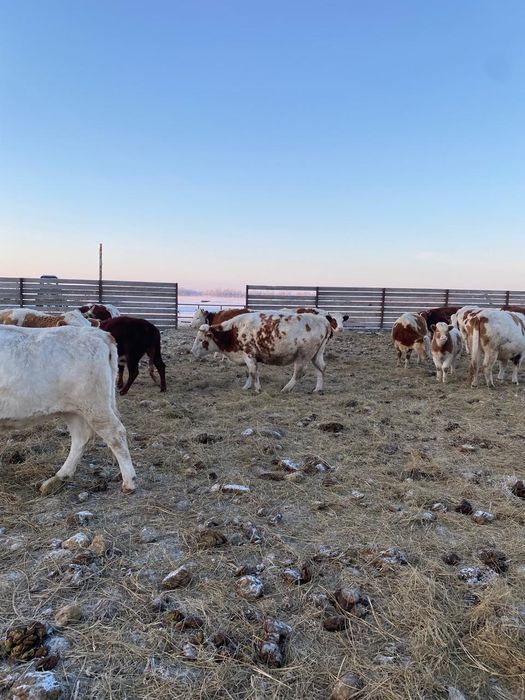 Продоётца Сементальская порода