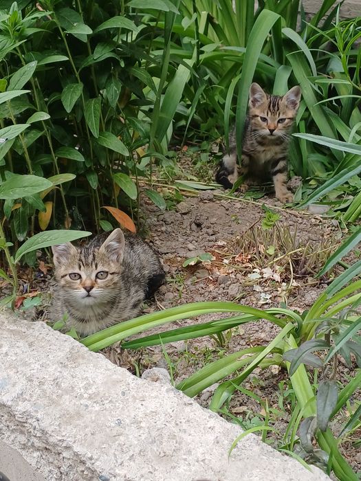 Отдам котят. Бесплатно
