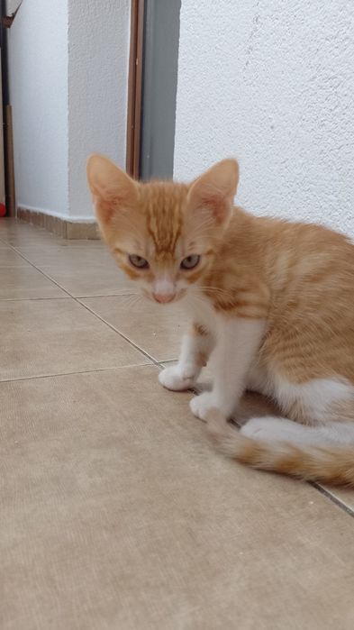 Donez Pui de pisici îngrijite și fara purici