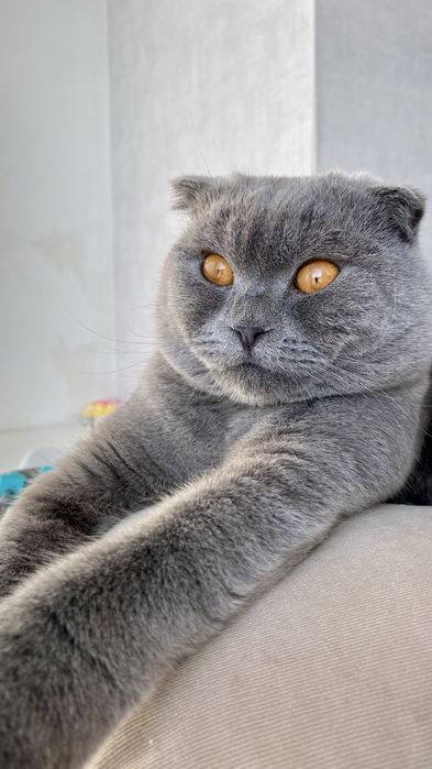 Шотладский вислоухий