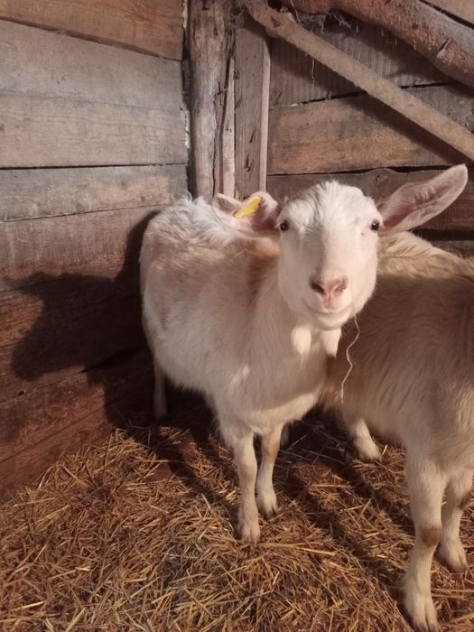 Продам молочную козу