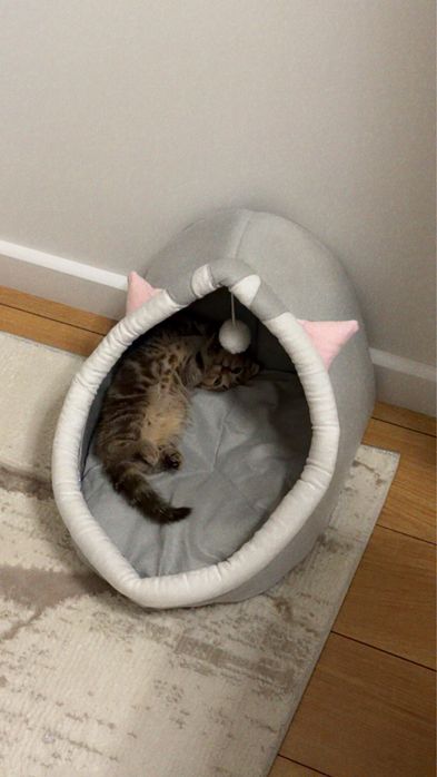 Шкоттиш фолд котенок