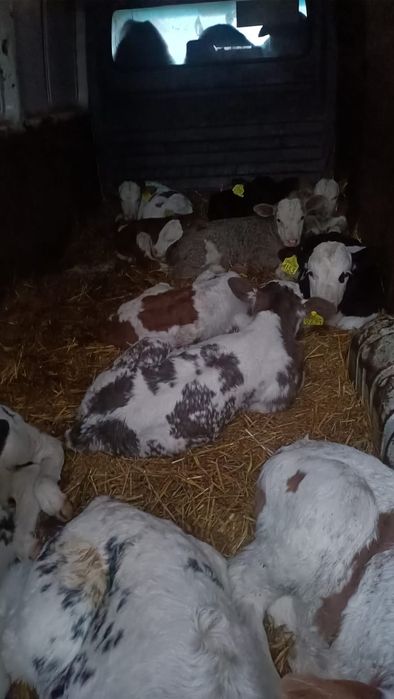 Vand vitei si vitele