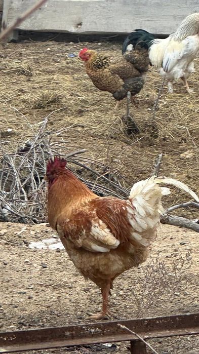 Әтештер сатылады