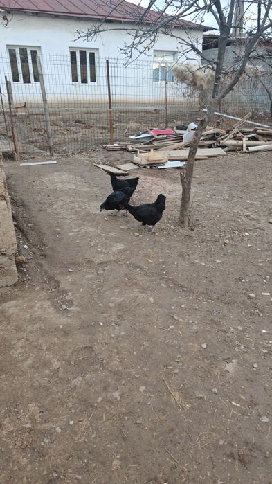 Astralop ruminya tuxumlari sotiladi va zakaz olinadi