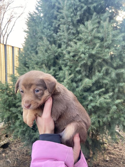 Отам щенка в добрые руки