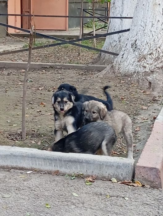 Щенята милые,красивые