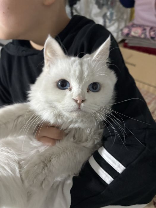 Aqili shirin mushu oladigonla tel qilila