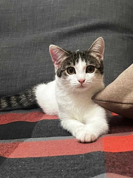 Кошка 10 месяцев бесплатно!