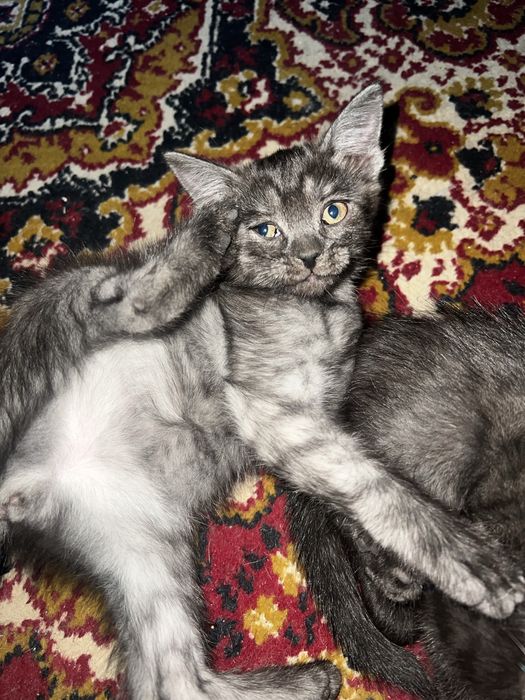 Отдам котят в добрый руки
