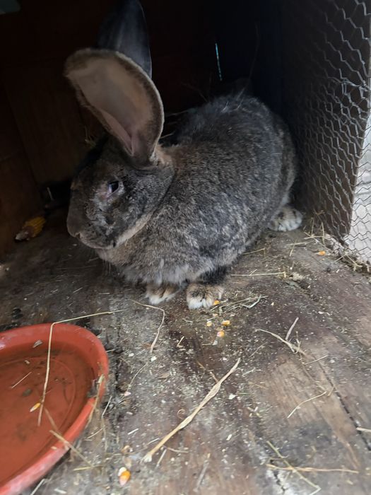 De vanzare iepuroaica uriasi german