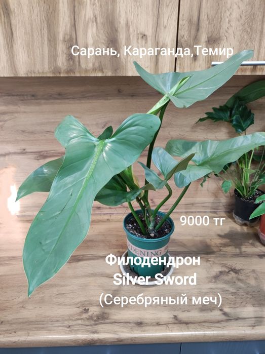 Филодендрон Селоу,Биркин,и т.д